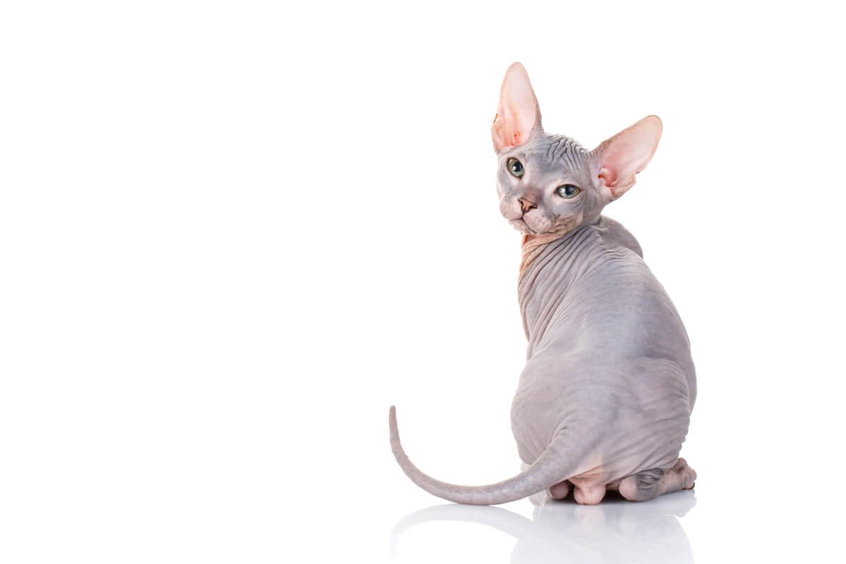 Wie man eine Sphynx- oder haarlose Katze badet