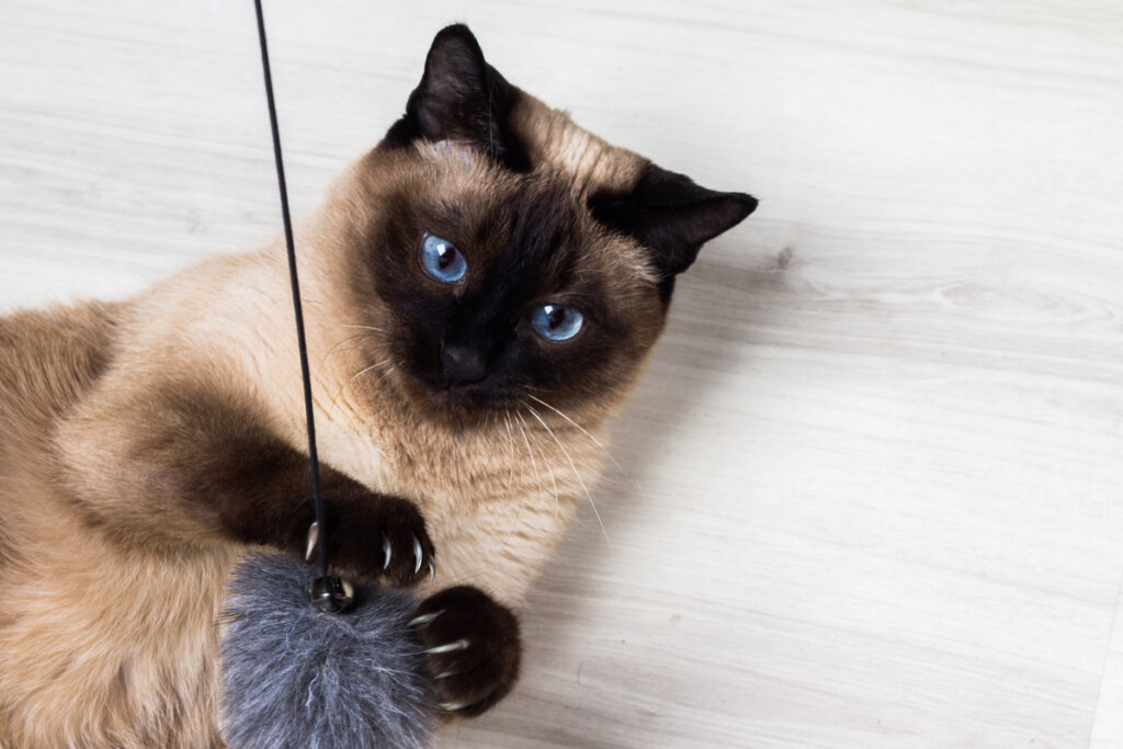 Un gato siamés con una bola de pelo.