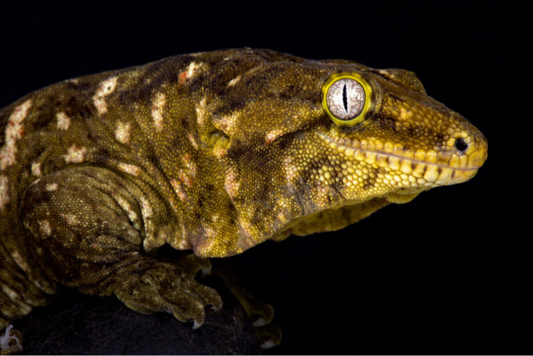 Rhacodactylus leachianus: cuidados en cautiverio