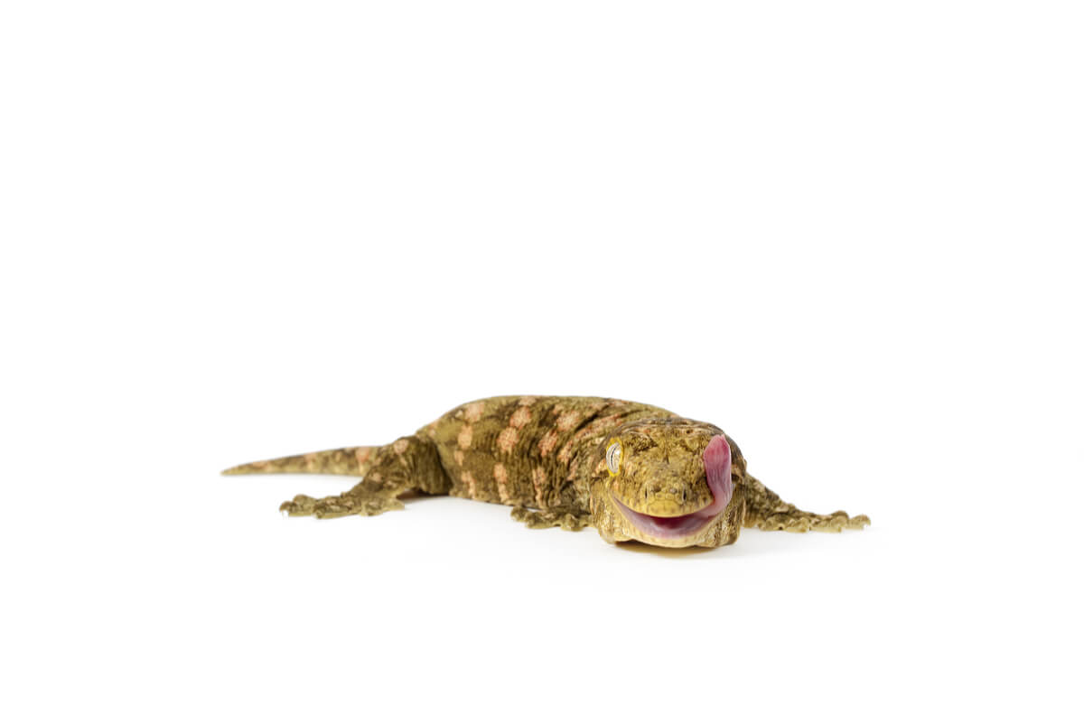 Un gecko grande sobre un fondo blanco.