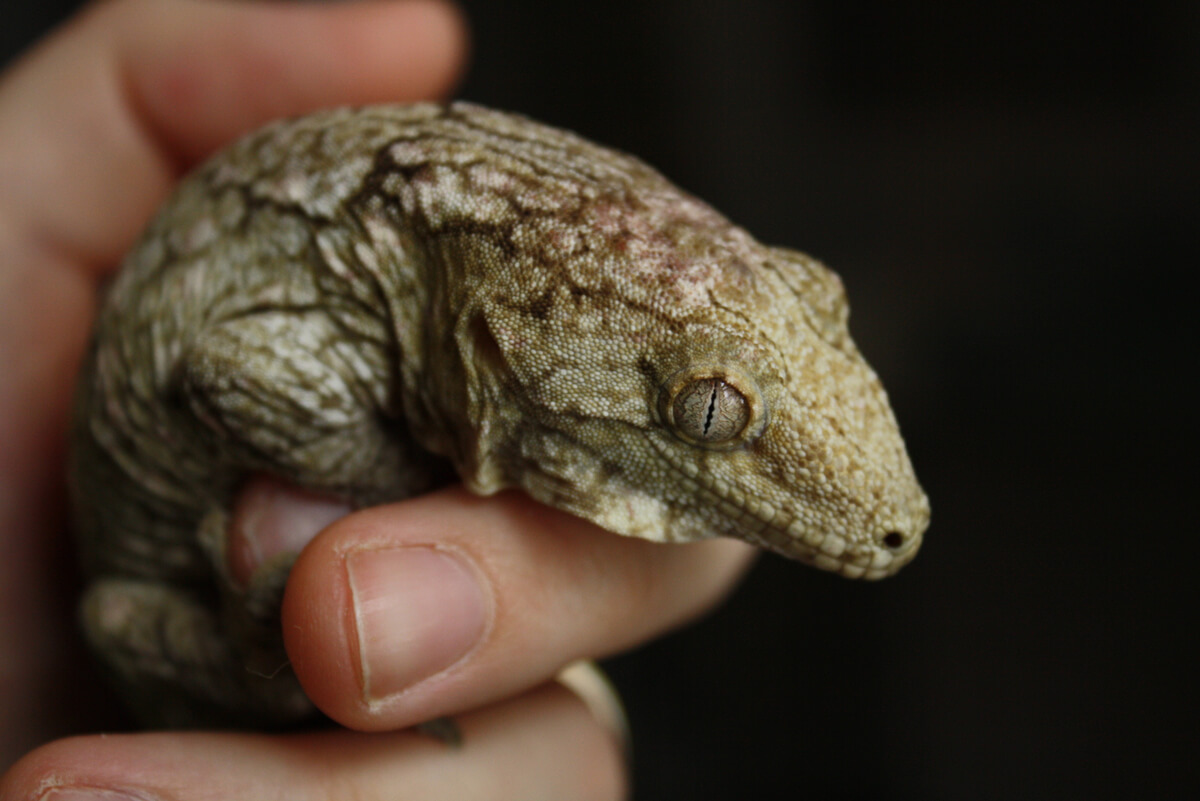 Un gecko grande sobre un fondo negro.