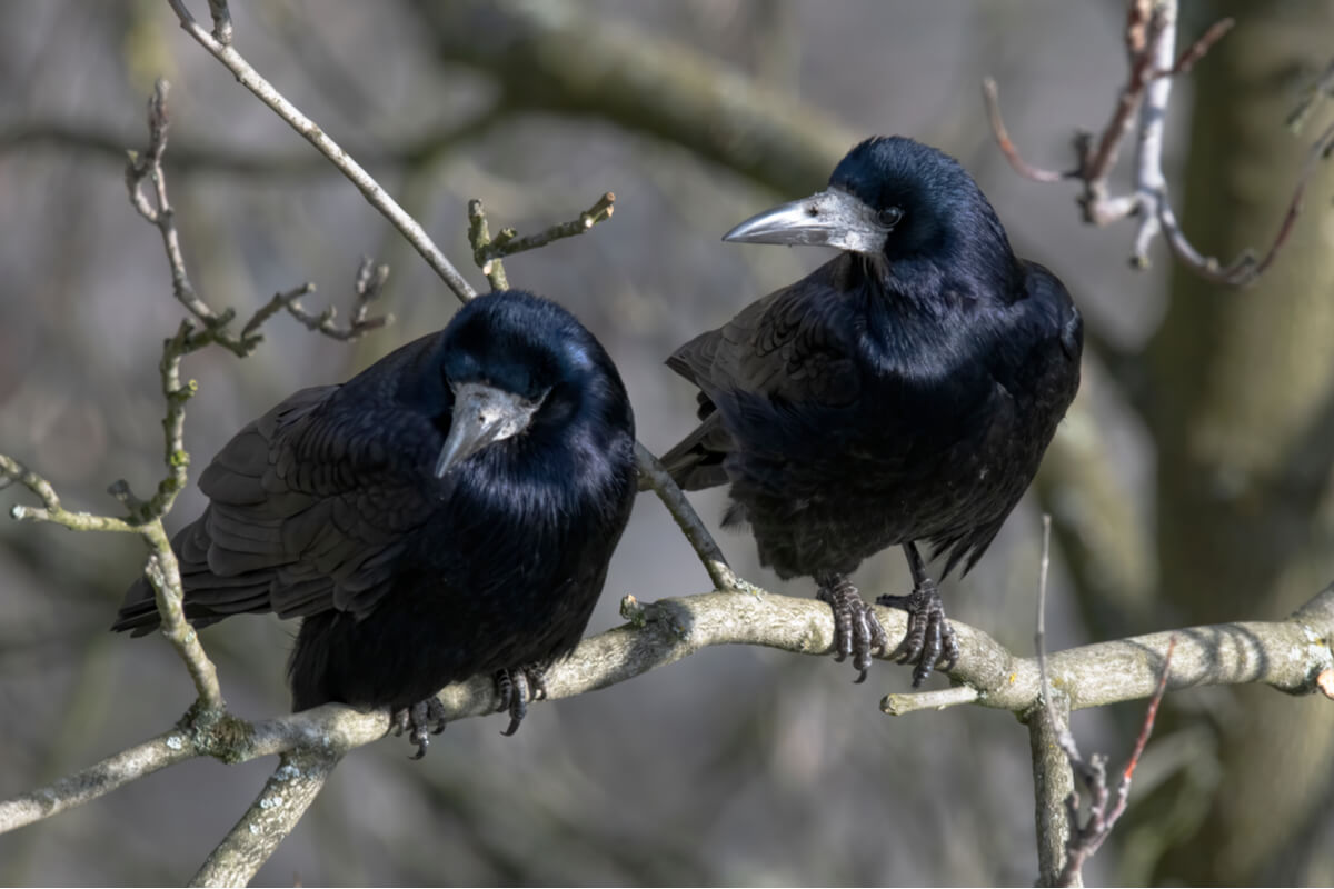 La tour est un animal très similaire au corbeau.