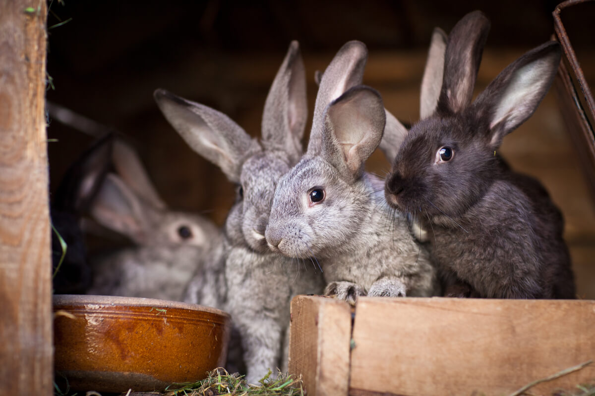 Un allevamento intensivo di conigli.