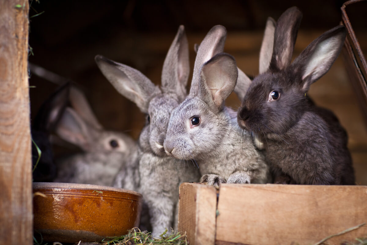 Fertilized Rabbit How are rabbits born?
