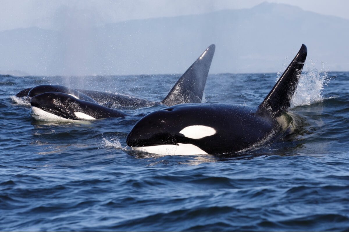 Las orcas son depredadores del delfín.