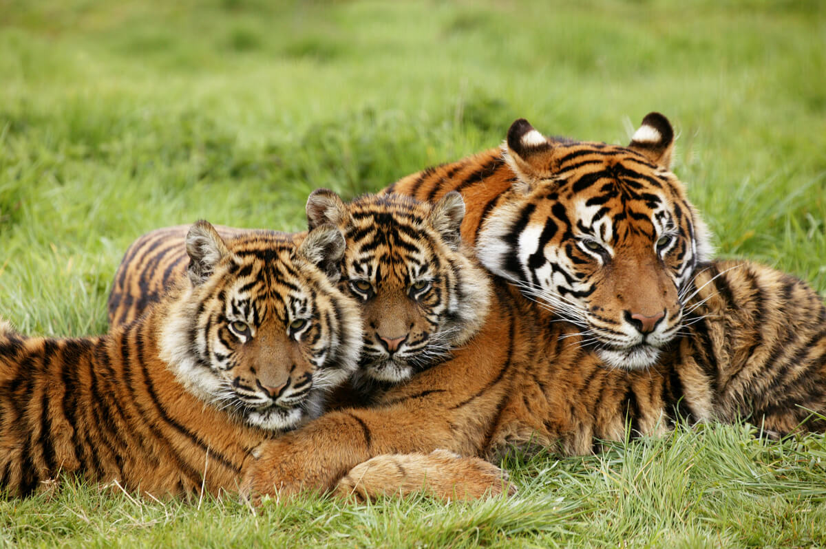Un grupo de tigres de Sumatra.