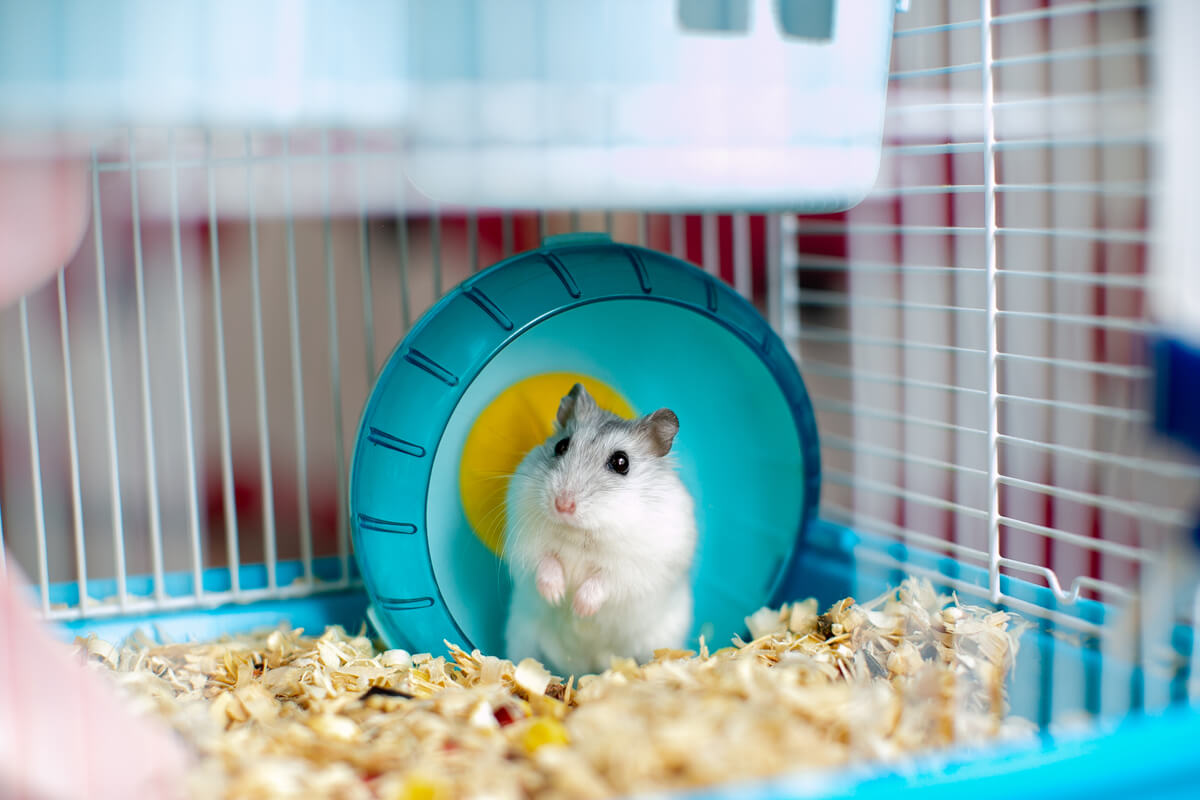 Kafeste yukarı doğru bakan bir hamster.