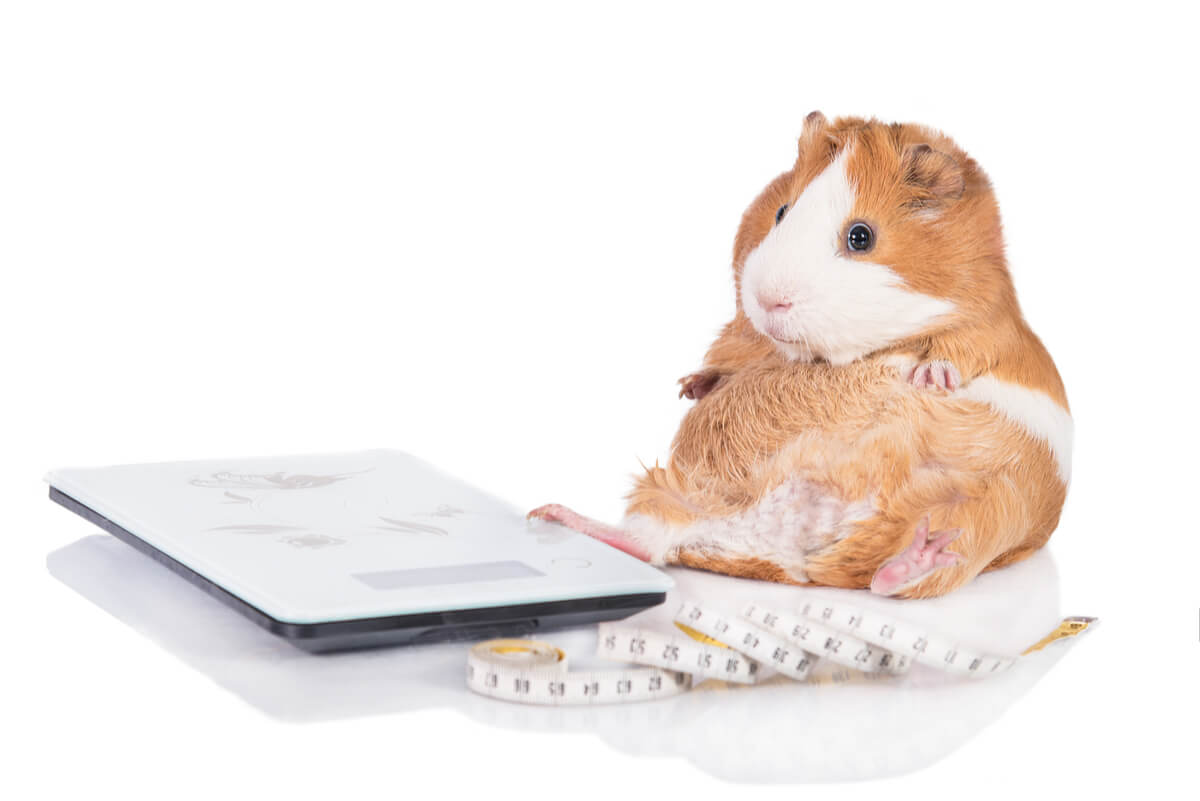 O diabetes do hamster está relacionado à obesidade.