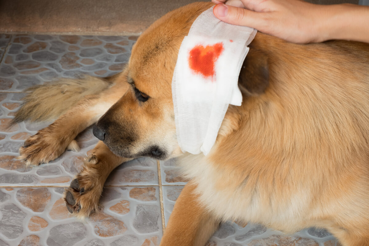 Cómo curar una herida abierta en tu mascota