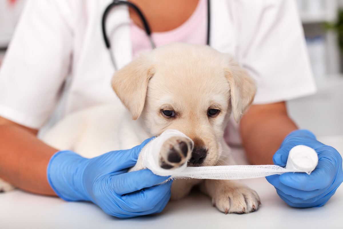 La saliva del cane è curativa, ma il veterinario è sempre un'opzione migliore.
