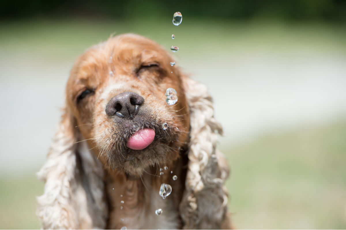 La hidratación en perros es esencial para la supervivencia.