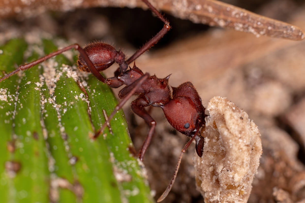 Existen hormigas que se alimentan de hormigas.