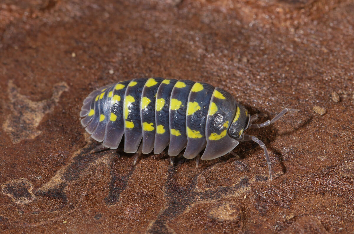 Gli isopodi possono essere allevati in cattività.