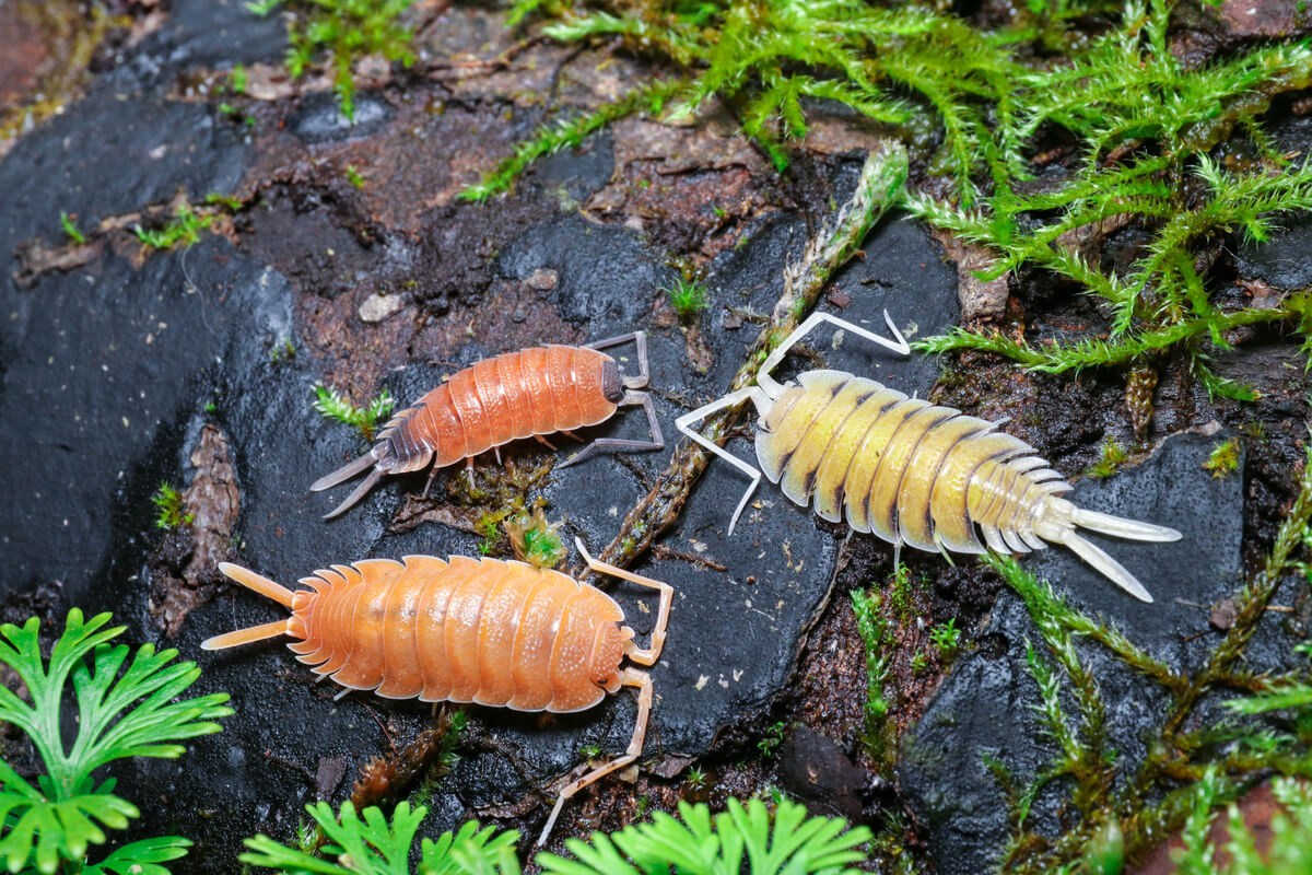 Isopoder er nedbrytende dyr.