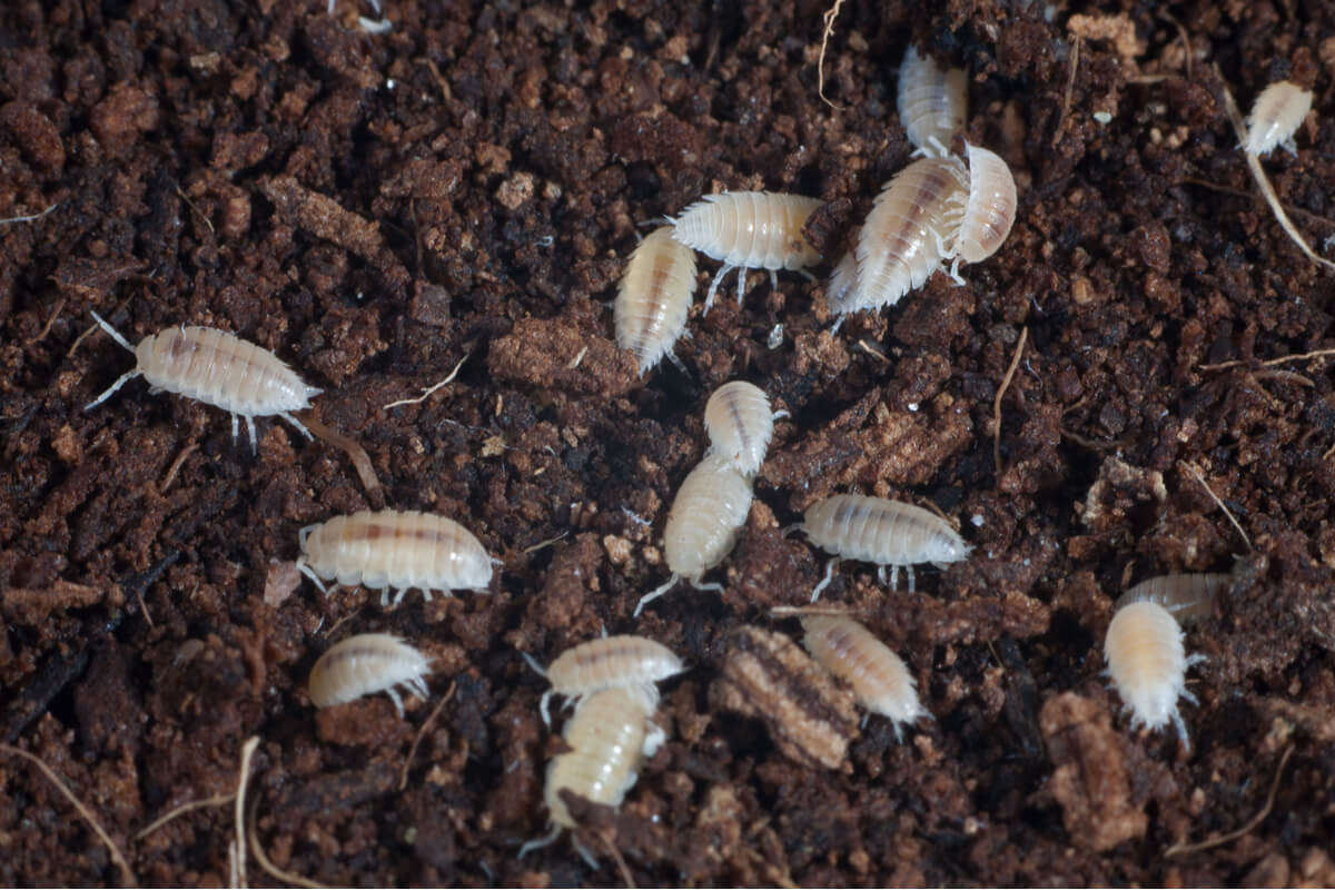 Isopodes dans un terrarium.