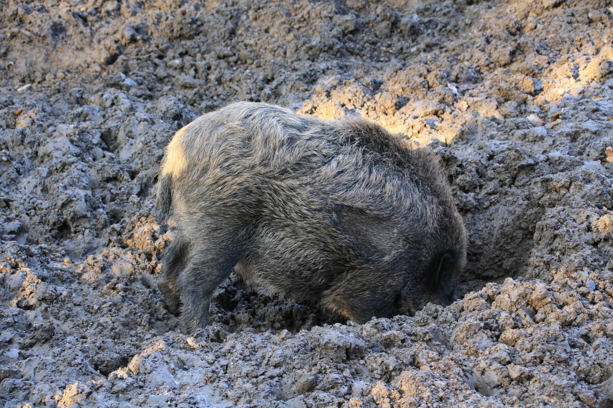 Un jabalí bañándose.
