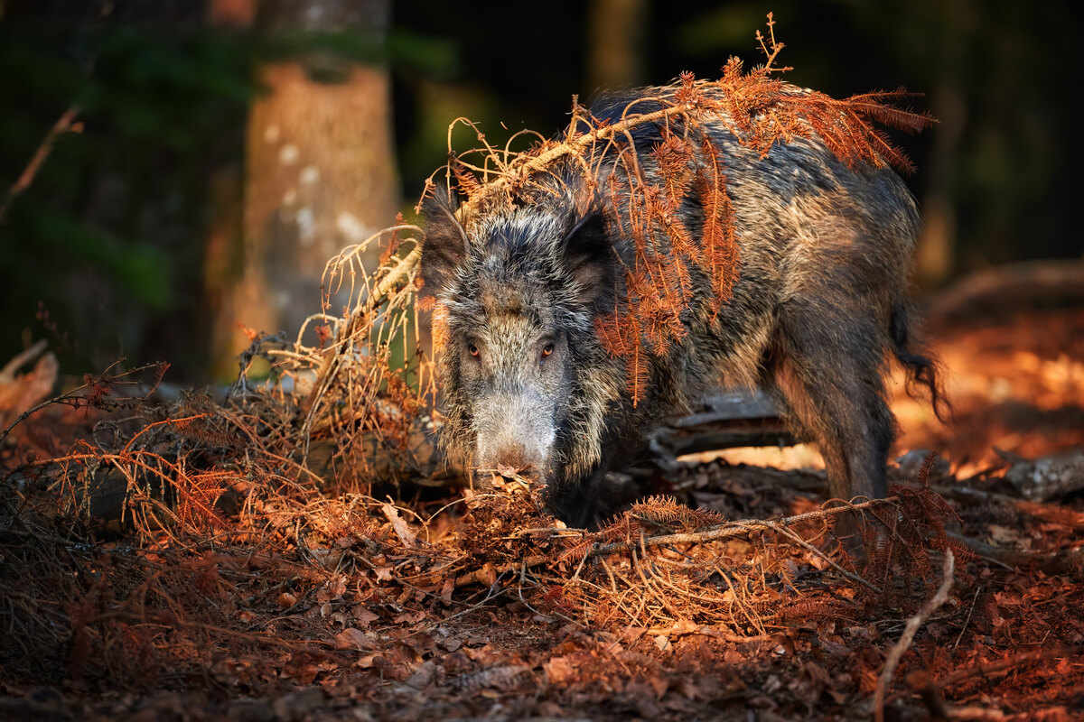 A wild boar.