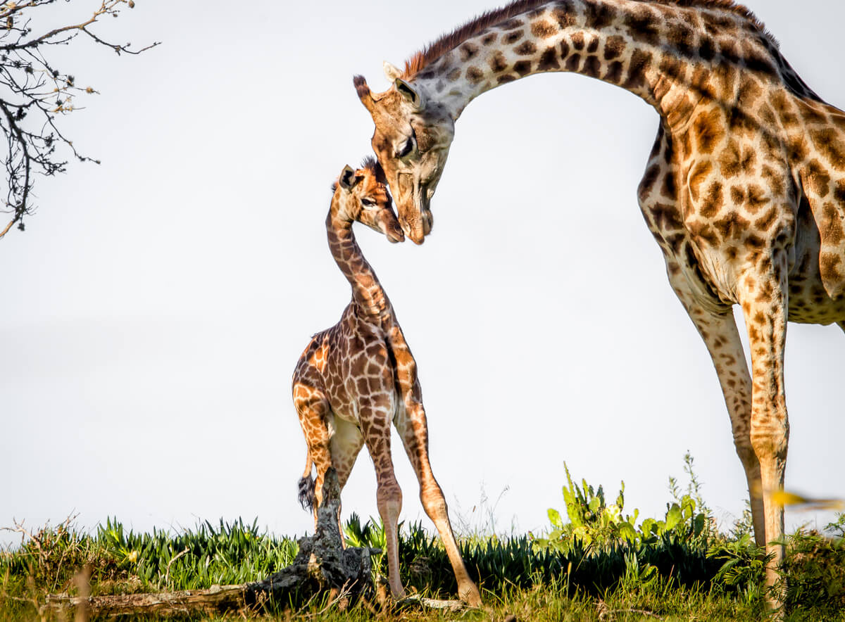 Le giraffe sono animali che dormono in piedi.