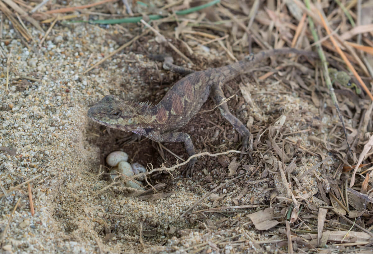 Un lagarto poniendo huevos.