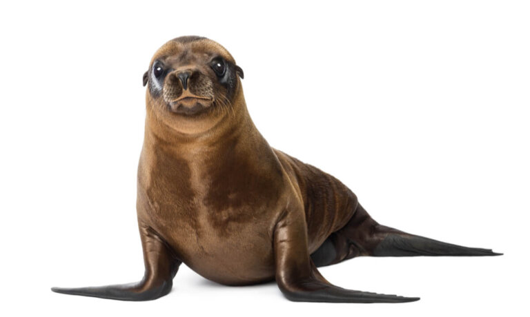 6 curiosidades sobre los leones marinos