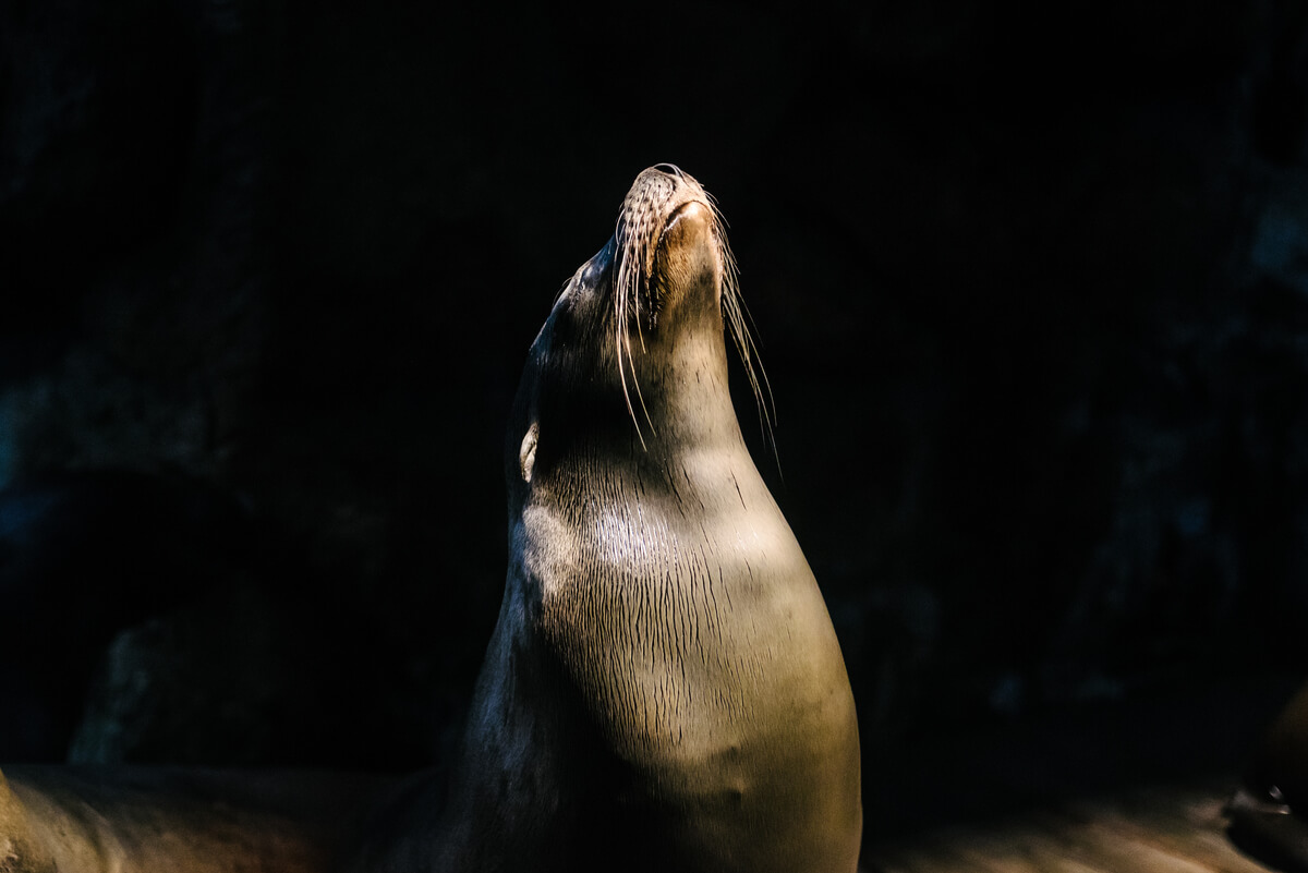 Un león marino sobre un fondo negro.