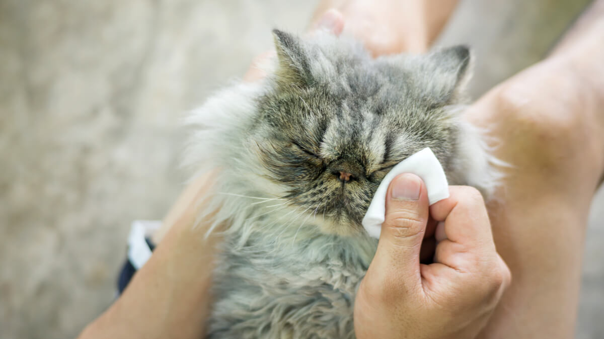 La limpieza del ojo de un gato.