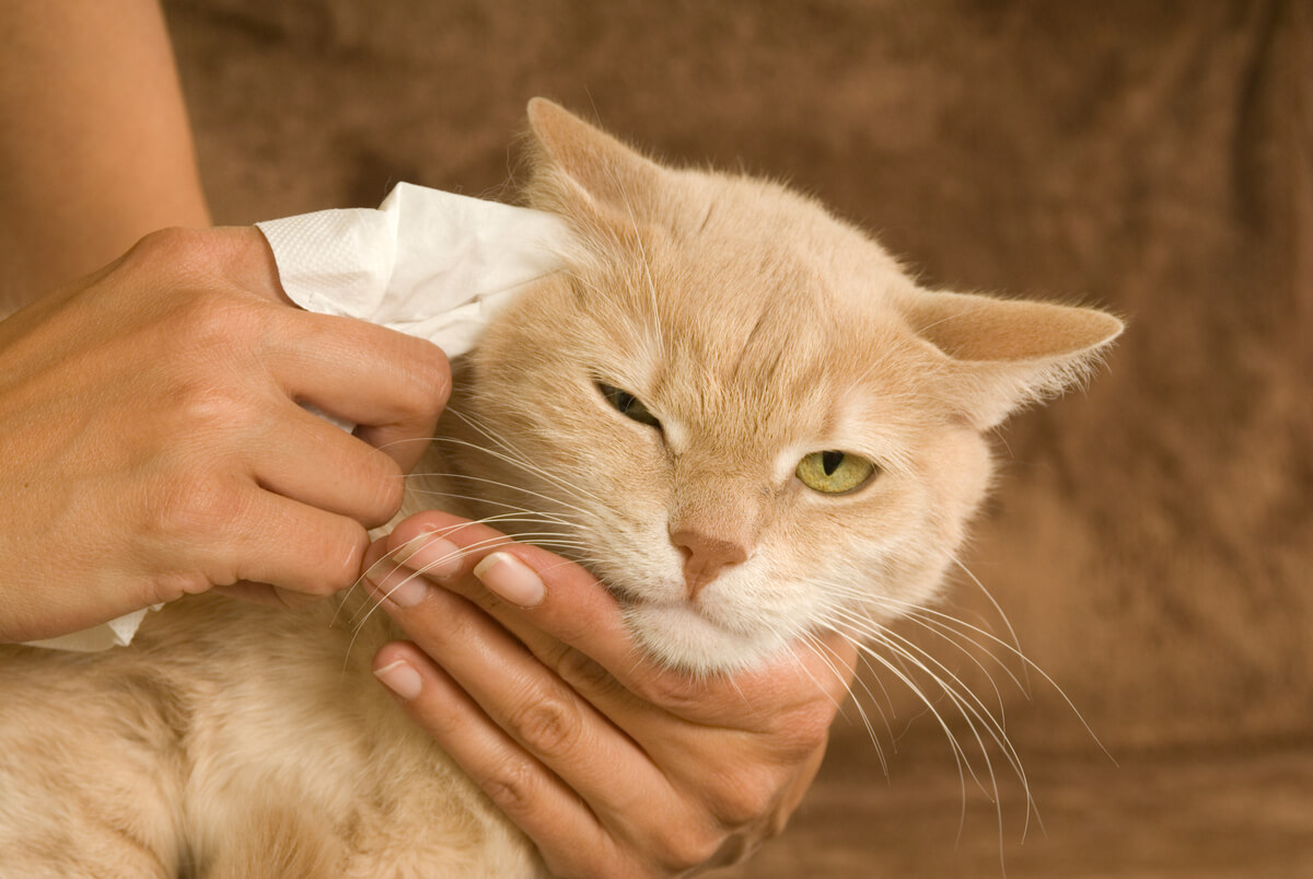 La limpieza de los ojos de los gatos es esencial.