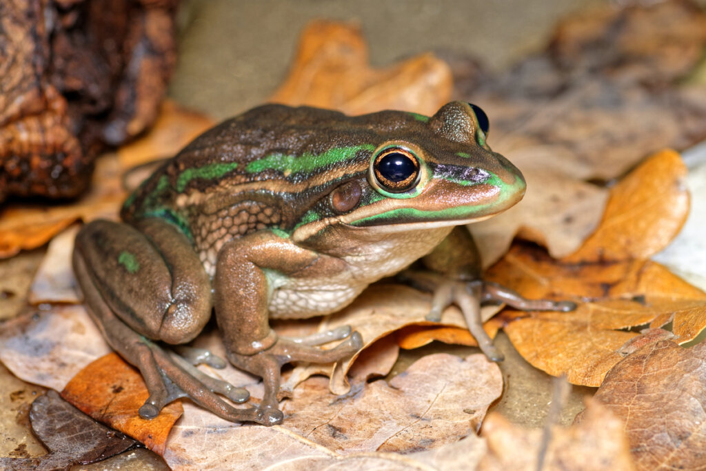 Litoria aurea: cuidados en cautiverio