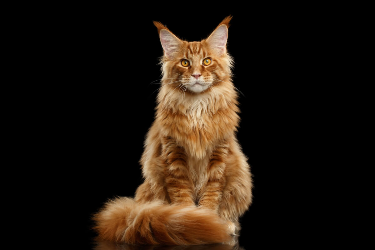 Una de las razas más agresivas de gatos.