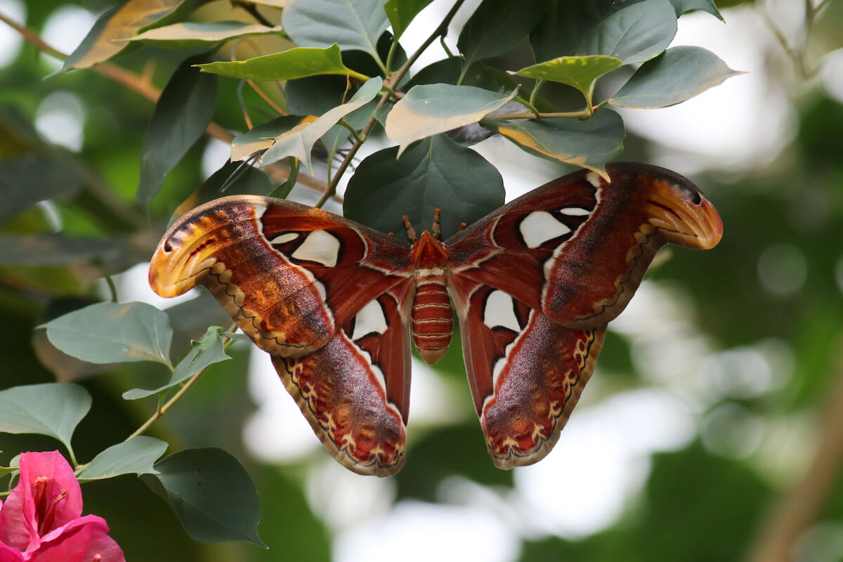 Algunas de las curiosidades de las mariposas incluyen su tamaño.