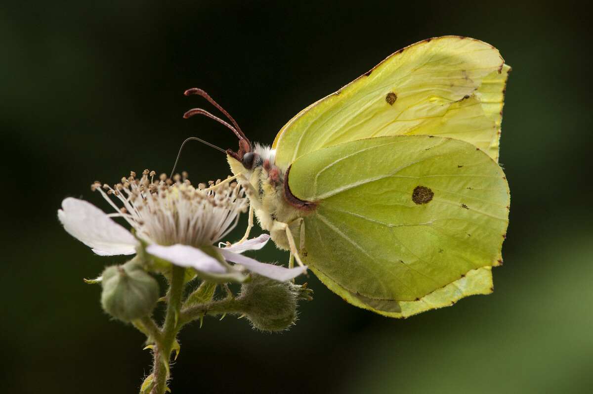 Una mariposa.