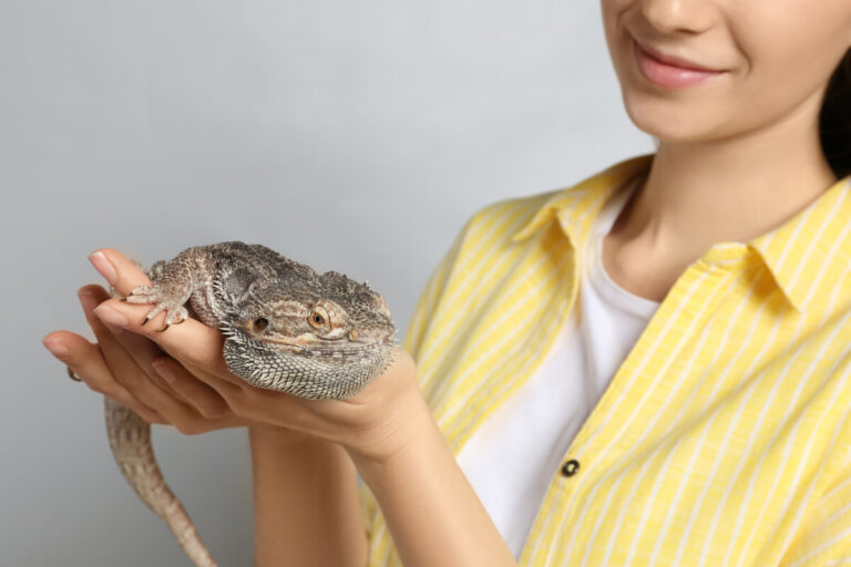 ¿Cómo elegir tu primer lagarto? ¿Qué debes tener en cuenta?