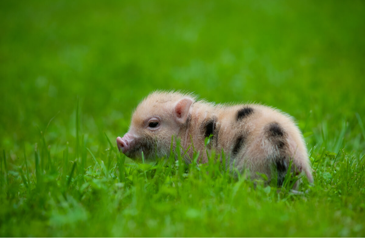 Un cochon miniature.