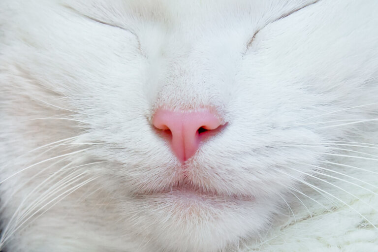 ¿Por qué mi gato tiene la nariz blanca?