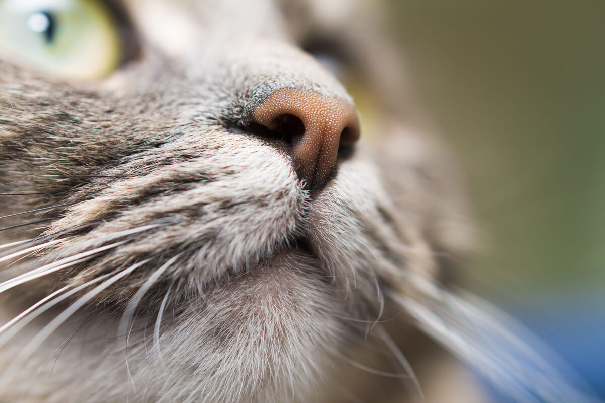 O nariz de um gato.