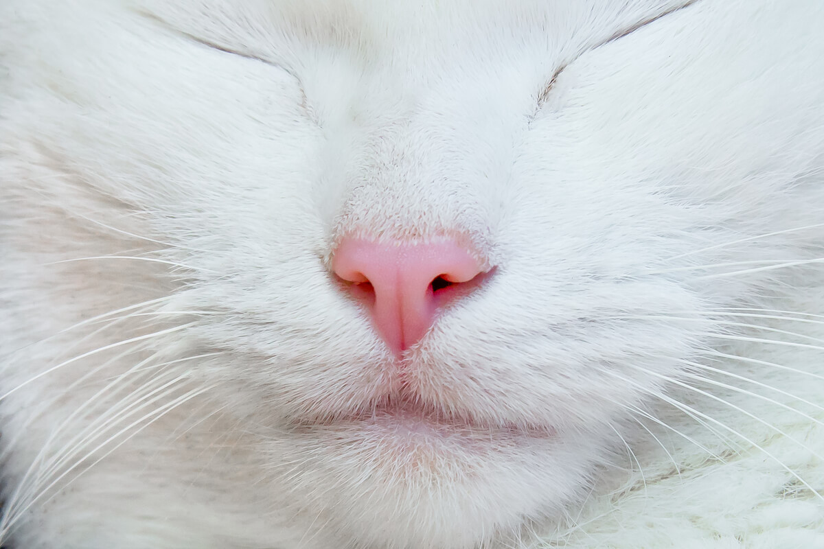 Limpiar la nariz a un gato no es difícil.