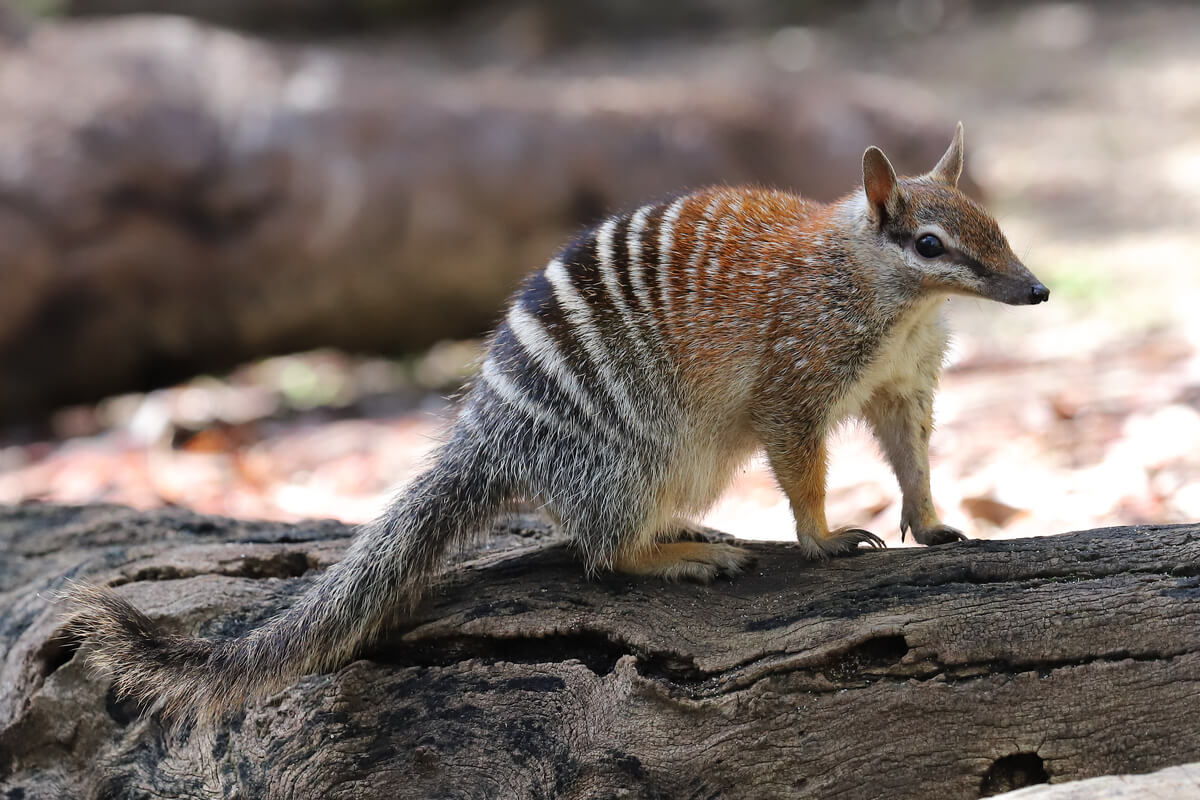 El numbat es uno de los animales que se alimentan de hormigas.