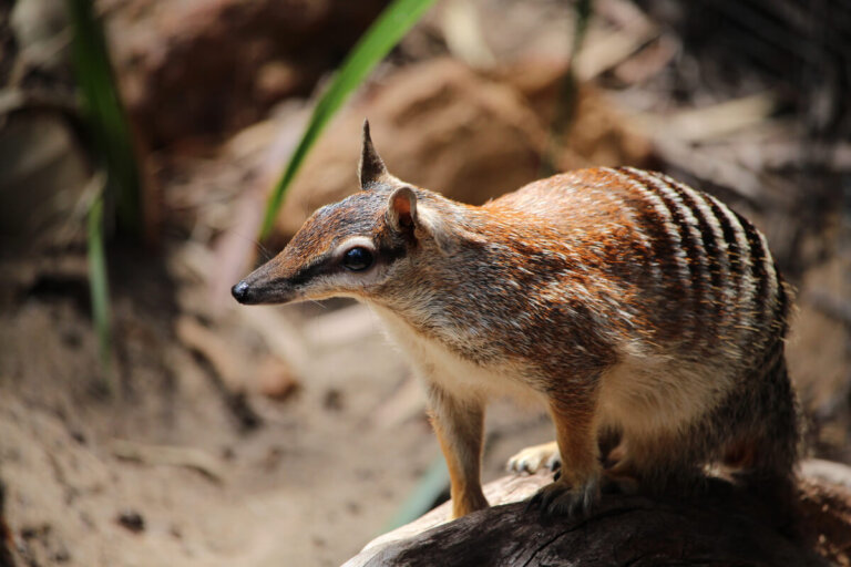 6 animales que se alimentan de hormigas que no conocías