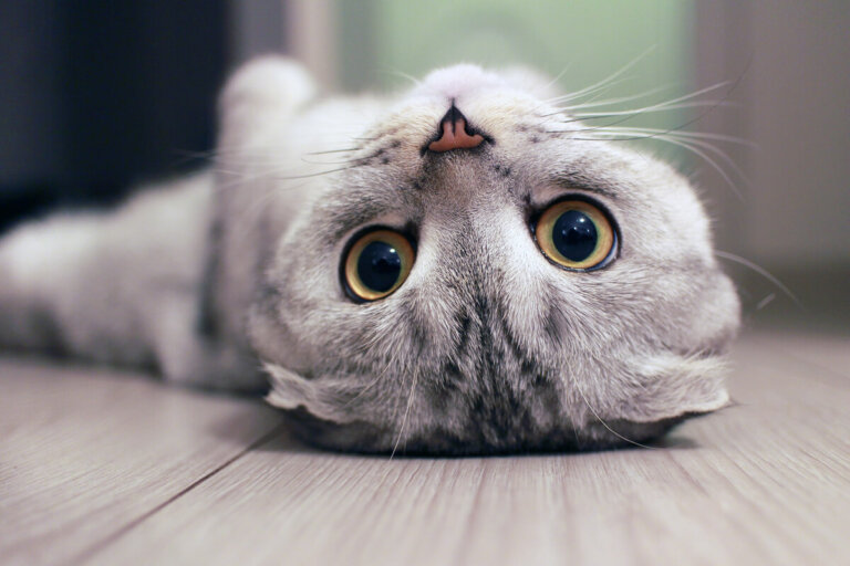 4 consejos para limpiar los ojos de un gato