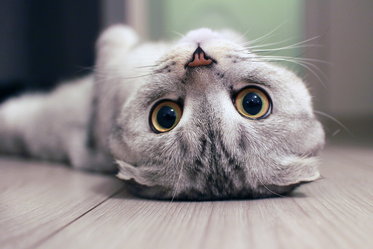 Los ojos azules de un gato.