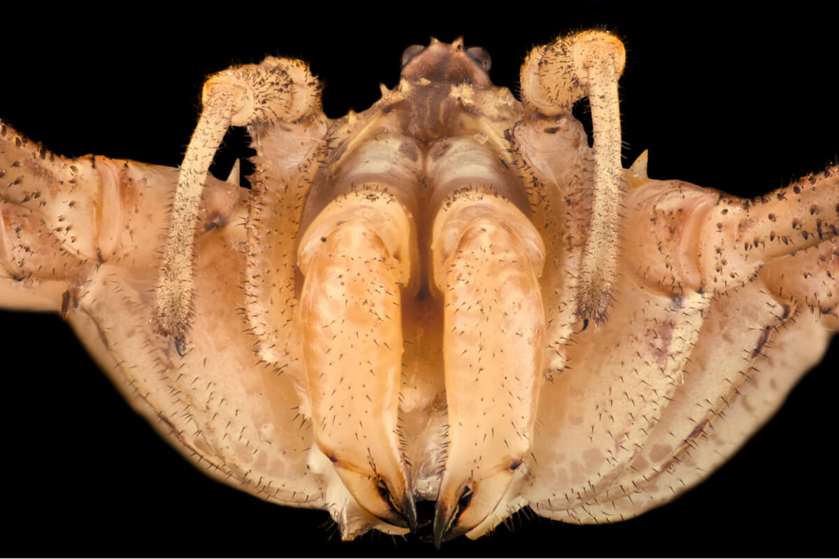 Un opilión de cerca.