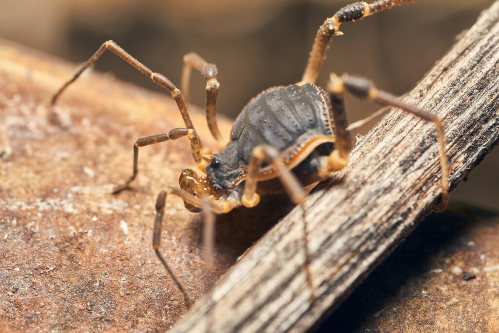 Uno de los opiliones más grandes.