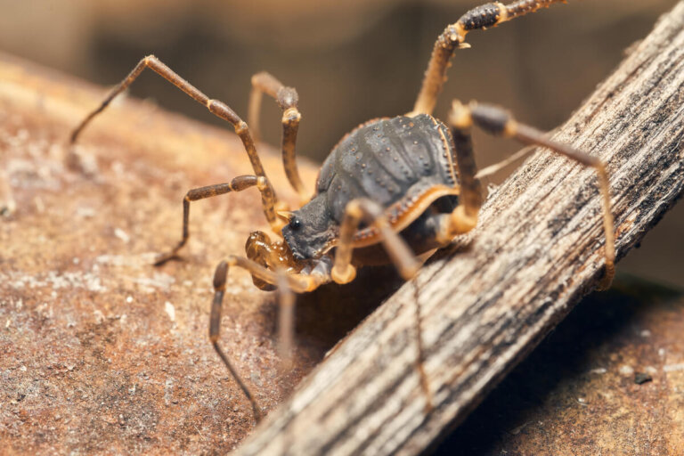 Opiliones: los arácnidos menos conocidos
