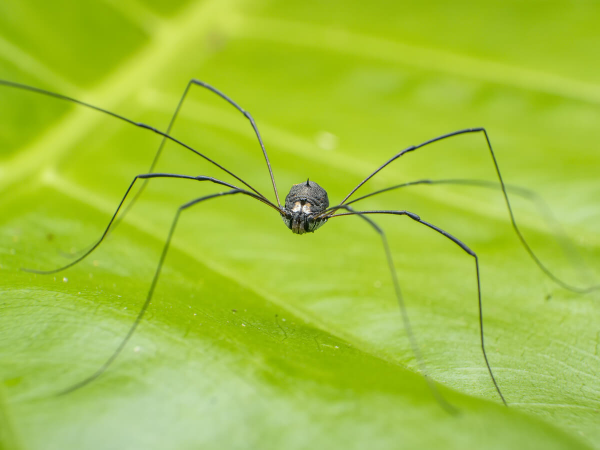 Los opiliones son pequeños.