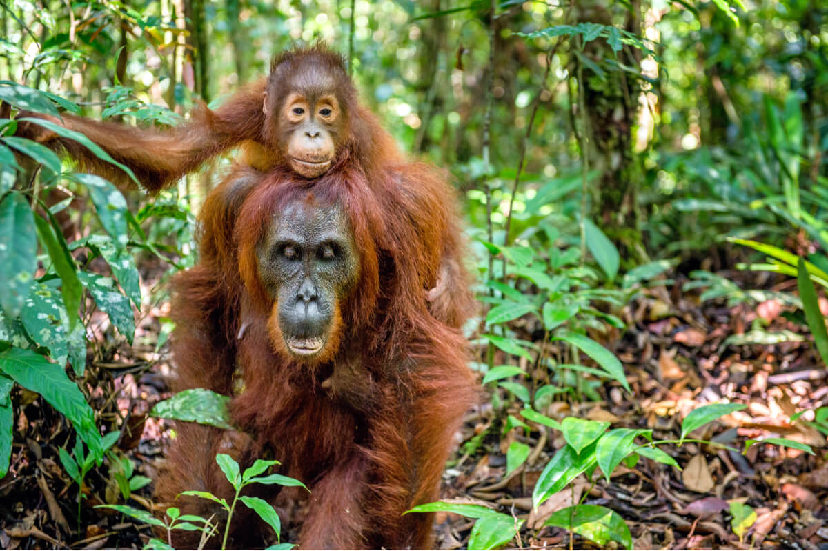 Los orangutanes hembra son de las mejores madres de la naturaleza.