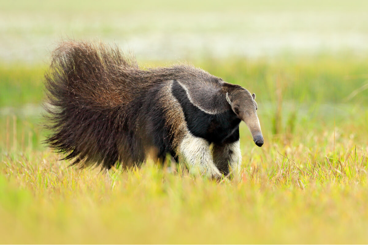 Un oso hormiguero caminando.