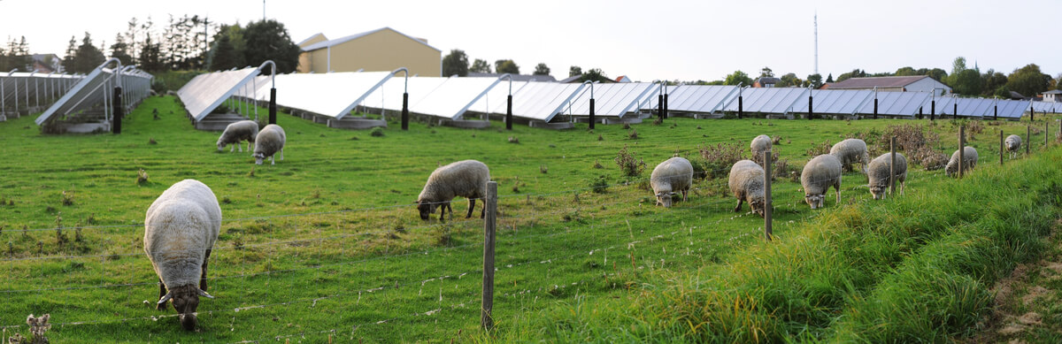 Una granja de ovejas con paneles solares.