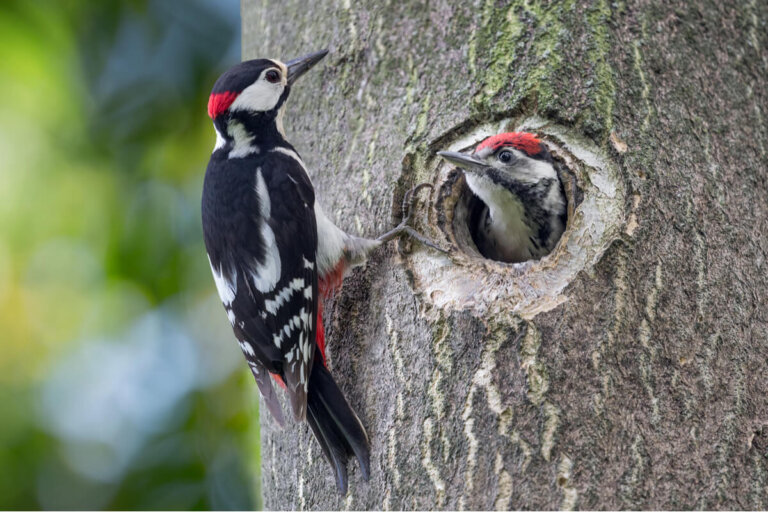 7 curiosidades de los pájaros carpinteros