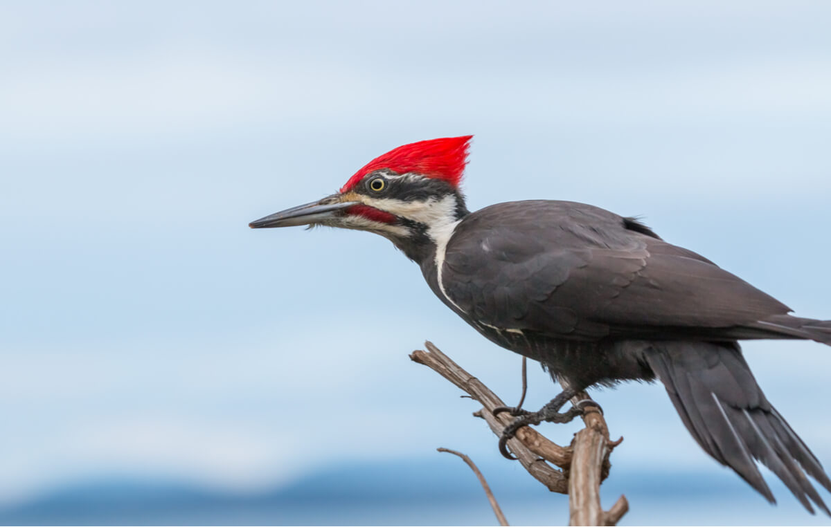 Un pájaro carpintero sobre una rama.