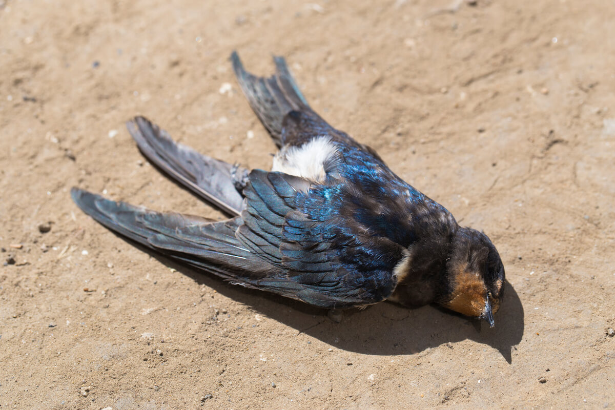 Los pájaros muertos por la pirotecnia son culpa del ser humano.